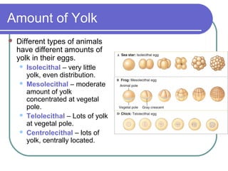Amount of Yolk
   Different types of animals
    have different amounts of
    yolk in their eggs.
       Isolecithal – very little
        yolk, even distribution.
       Mesolecithal – moderate
        amount of yolk
        concentrated at vegetal
        pole.
       Telolecithal – Lots of yolk
        at vegetal pole.
       Centrolecithal – lots of
        yolk, centrally located.
 