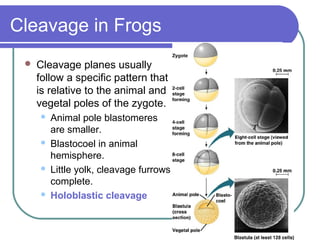 Cleavage in Frogs
    Cleavage planes usually
     follow a specific pattern that
     is relative to the animal and
     vegetal poles of the zygote.
        Animal pole blastomeres
         are smaller.
        Blastocoel in animal
         hemisphere.
        Little yolk, cleavage furrows
         complete.
        Holoblastic cleavage
 
