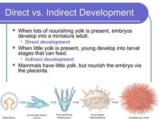 Direct vs. Indirect Development
    When lots of nourishing yolk is present, embryos
     develop into a miniature adult.
        Direct development
    When little yolk is present, young develop into larval
     stages that can feed.
        Indirect development
    Mammals have little yolk, but nourish the embryo via
     the placenta.
 