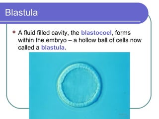 Blastula
 A  fluid filled cavity, the blastocoel, forms
   within the embryo – a hollow ball of cells now
   called a blastula.
 