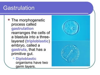 Gastrulation
  The  morphogenetic
   process called
   gastrulation
   rearranges the cells of
   a blastula into a three-
   layered (triploblastic)
   embryo, called a
   gastrula, that has a
   primitive gut.
    Diploblastic
     organisms have two
     germ layers.
 