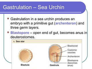 Gastrulation – Sea Urchin
  Gastrulation in a sea urchin produces an
   embryo with a primitive gut (archenteron) and
   three germ layers.
  Blastopore – open end of gut, becomes anus in
   deuterostomes.
 