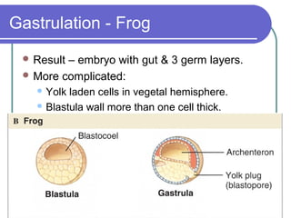 Gastrulation - Frog
  Result– embryo with gut & 3 germ layers.
  More complicated:
    Yolk laden cells in vegetal hemisphere.
    Blastula wall more than one cell thick.
 