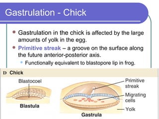 Gastrulation - Chick
  Gastrulation     in the chick is affected by the large
   amounts of yolk in the egg.
  Primitive streak – a groove on the surface along
   the future anterior-posterior axis.
       Functionally equivalent to blastopore lip in frog.
 