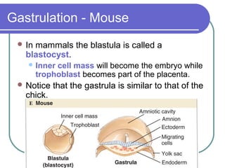 Gastrulation - Mouse
  Inmammals the blastula is called a
   blastocyst.
    Inner   cell mass will become the embryo while
        trophoblast becomes part of the placenta.
  Notice   that the gastrula is similar to that of the
   chick.
 