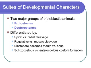 Suites of Developmental Characters

  Two   major groups of triploblastic animals:
    Protostomes
    Deuterostomes

  Differentiated   by:
    Spiral vs. radial cleavage
    Regulative vs. mosaic cleavage

    Blastopore becomes mouth vs. anus

    Schizocoelous vs. enterocoelous coelom formation.
 
