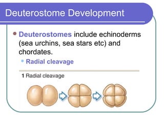 Deuterostome Development

  Deuterostomes   include echinoderms
  (sea urchins, sea stars etc) and
  chordates.
    Radial   cleavage
 