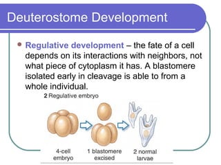 Deuterostome Development
  Regulative  development – the fate of a cell
  depends on its interactions with neighbors, not
  what piece of cytoplasm it has. A blastomere
  isolated early in cleavage is able to from a
  whole individual.
 