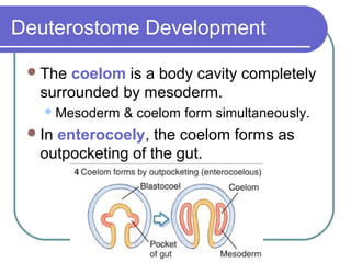 Deuterostome Development

  The  coelom is a body cavity completely
   surrounded by mesoderm.
    Mesoderm   & coelom form simultaneously.
  Inenterocoely, the coelom forms as
   outpocketing of the gut.
 