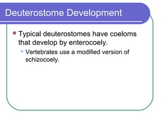 Deuterostome Development

  Typicaldeuterostomes have coeloms
  that develop by enterocoely.
    Vertebrates   use a modified version of
     schizocoely.
 