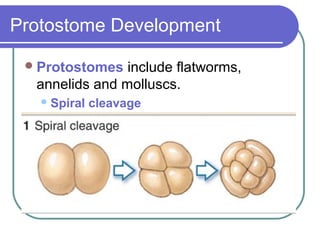 Protostome Development

  Protostomes  include flatworms,
  annelids and molluscs.
    Spiral   cleavage
 