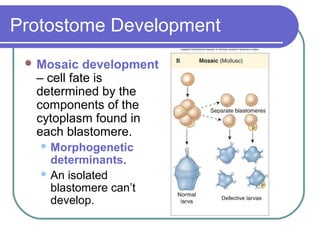 Protostome Development
  Mosaic   development
  – cell fate is
  determined by the
  components of the
  cytoplasm found in
  each blastomere.
    Morphogenetic
     determinants.
    An isolated
     blastomere can’t
     develop.
 