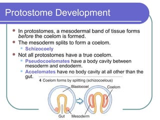 Protostome Development
    In protostomes, a mesodermal band of tissue forms
     before the coelom is formed.
    The mesoderm splits to form a coelom.
        Schizocoely
    Not all protostomes have a true coelom.
        Pseudocoelomates have a body cavity between
         mesoderm and endoderm.
        Acoelomates have no body cavity at all other than the
         gut.
 