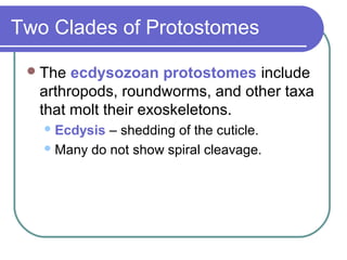Two Clades of Protostomes

  The ecdysozoan protostomes include
  arthropods, roundworms, and other taxa
  that molt their exoskeletons.
    Ecdysis – shedding of the cuticle.
    Many do not show spiral cleavage.
 