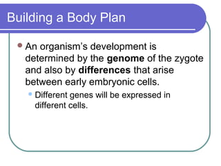 Building a Body Plan

  An organism’s development is
   determined by the genome of the zygote
   and also by differences that arise
   between early embryonic cells.
    Different genes will be expressed in
     different cells.
 