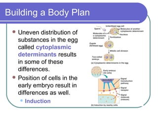 Building a Body Plan
  Uneven   distribution of
   substances in the egg
   called cytoplasmic
   determinants results
   in some of these
   differences.
  Position of cells in the
   early embryo result in
   differences as well.
     Induction
 