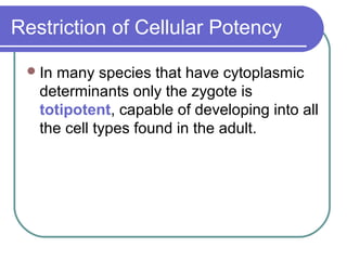 Restriction of Cellular Potency

  In many species that have cytoplasmic
   determinants only the zygote is
   totipotent, capable of developing into all
   the cell types found in the adult.
 