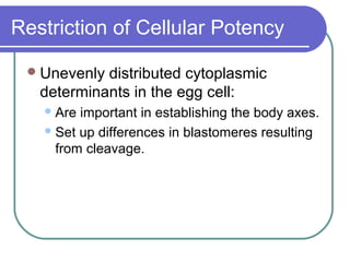 Restriction of Cellular Potency

  Unevenly distributed cytoplasmic
   determinants in the egg cell:
    Are important in establishing the body axes.
    Set up differences in blastomeres resulting
     from cleavage.
 