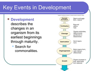 Key Events in Development
  Development
  describes the
  changes in an
  organism from its
  earliest beginnings
  through maturity.
    Search
         for
    commonalities.
 