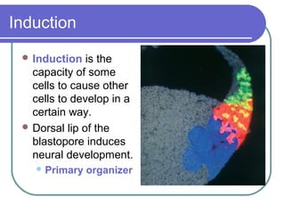 Induction
  Induction   is the
   capacity of some
   cells to cause other
   cells to develop in a
   certain way.
  Dorsal lip of the
   blastopore induces
   neural development.
    Primary   organizer
 