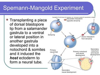 Spemann-Mangold Experiment
 Transplanting   a piece
  of dorsal blastopore
  lip from a salamander
  gastrula to a ventral
  or lateral position in
  another gastrula
  developed into a
  notochord & somites
  and it induced the
  host ectoderm to
  form a neural tube.
 