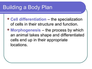 Building a Body Plan

  Cell differentiation – the specialization
   of cells in their structure and function.
  Morphogenesis – the process by which
   an animal takes shape and differentiated
   cells end up in their appropriate
   locations.
 