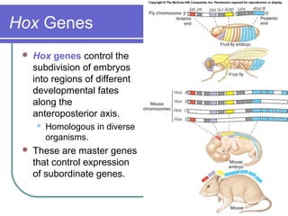 Hox Genes
    Hox genes control the
     subdivision of embryos
     into regions of different
     developmental fates
     along the
     anteroposterior axis.
        Homologous in diverse
         organisms.
    These are master genes
     that control expression
     of subordinate genes.
 