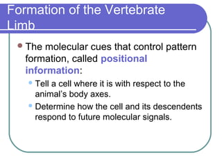Formation of the Vertebrate
Limb
  The molecular cues that control pattern
   formation, called positional
   information:
    Tella cell where it is with respect to the
     animal’s body axes.
    Determine how the cell and its descendents
     respond to future molecular signals.
 