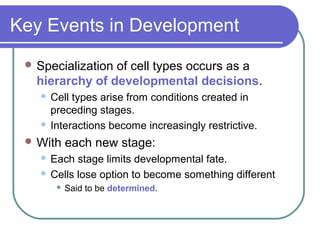Key Events in Development
  Specializationof cell types occurs as a
   hierarchy of developmental decisions.
    Cell types arise from conditions created in
     preceding stages.
    Interactions become increasingly restrictive.

  With    each new stage:
    Each stage limits developmental fate.
    Cells lose option to become something different
          Said to be determined.
 