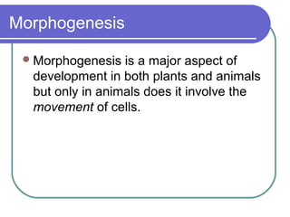 Morphogenesis

  Morphogenesis  is a major aspect of
  development in both plants and animals
  but only in animals does it involve the
  movement of cells.
 