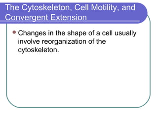 The Cytoskeleton, Cell Motility, and
Convergent Extension
  Changes   in the shape of a cell usually
   involve reorganization of the
   cytoskeleton.
 