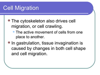 Cell Migration

  The cytoskeleton also drives cell
   migration, or cell crawling.
    The    active movement of cells from one
        place to another.
  Ingastrulation, tissue invagination is
   caused by changes in both cell shape
   and cell migration.
 