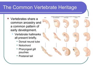 The Common Vertebrate Heritage

    Vertebrates share a
     common ancestry and
     a common pattern of
     early development.
        Vertebrate hallmarks
         all present briefly.
           Dorsal neural tube
           Notochord

           Pharyngeal gill

            pouches
           Postanal tail
 