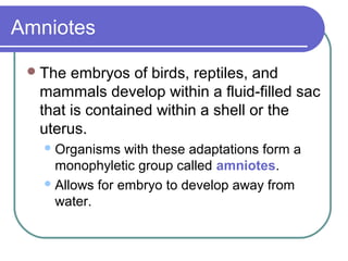 Amniotes

  The embryos of birds, reptiles, and
  mammals develop within a fluid-filled sac
  that is contained within a shell or the
  uterus.
    Organisms   with these adaptations form a
     monophyletic group called amniotes.
    Allows for embryo to develop away from
     water.
 