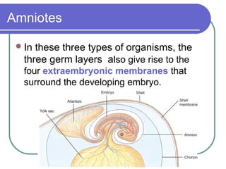 Amniotes

  In these three types of organisms, the
   three germ layers also give rise to the
   four extraembryonic membranes that
   surround the developing embryo.
 