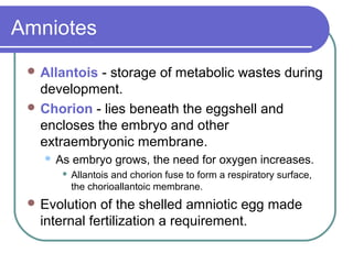 Amniotes
  Allantois - storage of metabolic wastes during
   development.
  Chorion - lies beneath the eggshell and
   encloses the embryo and other
   extraembryonic membrane.
      As embryo grows, the need for oxygen increases.
           Allantois and chorion fuse to form a respiratory surface,
            the chorioallantoic membrane.
  Evolution  of the shelled amniotic egg made
   internal fertilization a requirement.
 