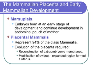 The Mammalian Placenta and Early
Mammalian Development
  Marsupials
    Embryosborn at an early stage of
    development and continue development in
    abdominal pouch of mother.
  Placental   Mammals
    Represent  94% of the class Mammalia.
    Evolution of the placenta required:
      Reconstruction  of extraembryonic membranes.
      Modification of oviduct - expanded region formed
       a uterus.
 