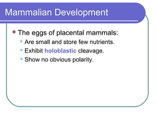 Mammalian Development

  The   eggs of placental mammals:
    Are small and store few nutrients.
    Exhibit holoblastic cleavage.

    Show no obvious polarity.
 
