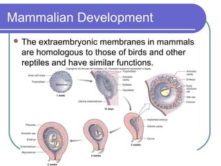 Mammalian Development
 The  extraembryonic membranes in mammals
  are homologous to those of birds and other
  reptiles and have similar functions.
 