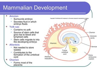 Mammalian Development
   Amnion
        Surrounds embryo
        Secretes fluid in which
         embryo floats
   Yolk sac
        Contains no yolk
        Source of stem cells that
         give rise to blood and
         lymphoid cells
        Stem cells migrate to into
         the developing embryo
   Allantois
        Not needed to store
         wastes
        Contributes to the
         formation of the umbilical
         cord
   Chorion
        Forms most of the
         placenta
 