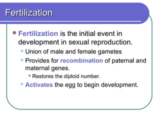 Fertilization

  Fertilization
               is the initial event in
   development in sexual reproduction.
     Union of male and female gametes
     Provides for recombination of paternal and
      maternal genes.
       Restores   the diploid number.
     Activates    the egg to begin development.
 