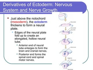 Derivatives of Ectoderm: Nervous
System and Nerve Growth
    Just above the notochord
     (mesoderm), the ectoderm
     thickens to form a neural
     plate.
        Edges of the neural plate
         fold up to create an
         elongated, hollow neural
         tube.
           Anterior end of neural
            tube enlarges to form the
            brain and cranial nerves.
           Posterior end forms the
            spinal cord and spinal
            motor nerves.
 
