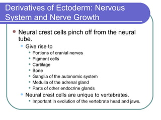 Derivatives of Ectoderm: Nervous
System and Nerve Growth
  Neural       crest cells pinch off from the neural
   tube.
       Give rise to
          Portions of cranial nerves
          Pigment cells

          Cartilage

          Bone

          Ganglia of the autonomic system

          Medulla of the adrenal gland

          Parts of other endocrine glands

       Neural crest cells are unique to vertebrates.
            Important in evolution of the vertebrate head and jaws.
 