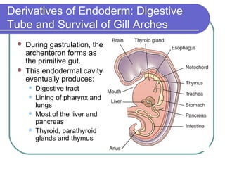 Derivatives of Endoderm: Digestive
Tube and Survival of Gill Arches
    During gastrulation, the
     archenteron forms as
     the primitive gut.
    This endodermal cavity
     eventually produces:
        Digestive tract
        Lining of pharynx and
         lungs
        Most of the liver and
         pancreas
        Thyroid, parathyroid
         glands and thymus
 