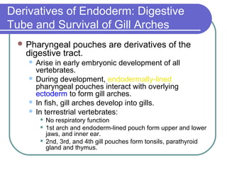 Derivatives of Endoderm: Digestive
Tube and Survival of Gill Arches
  Pharyngeal   pouches are derivatives of the
   digestive tract.
     Arise in early embryonic development of all
      vertebrates.
     During development, endodermally-lined
      pharyngeal pouches interact with overlying
      ectoderm to form gill arches.
     In fish, gill arches develop into gills.
     In terrestrial vertebrates:
         No respiratory function
         1st arch and endoderm-lined pouch form upper and lower
          jaws, and inner ear.
         2nd, 3rd, and 4th gill pouches form tonsils, parathyroid
          gland and thymus.
 
