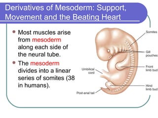 Derivatives of Mesoderm: Support,
Movement and the Beating Heart
  Most  muscles arise
   from mesoderm
   along each side of
   the neural tube.
  The mesoderm
   divides into a linear
   series of somites (38
   in humans).
 