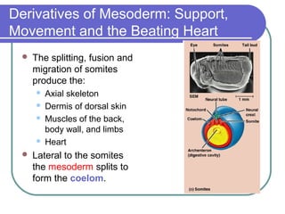 Derivatives of Mesoderm: Support,
Movement and the Beating Heart
    The splitting, fusion and
     migration of somites
     produce the:
        Axial skeleton
        Dermis of dorsal skin
        Muscles of the back,
         body wall, and limbs
        Heart
    Lateral to the somites
     the mesoderm splits to
     form the coelom.
 