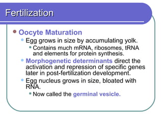 Fertilization
  Oocyte     Maturation
     Egg   grows in size by accumulating yolk.
       Containsmuch mRNA, ribosomes, tRNA
        and elements for protein synthesis.
     Morphogenetic       determinants direct the
      activation and repression of specific genes
      later in post-fertilization development.
     Egg nucleus grows in size, bloated with
      RNA.
       Now   called the germinal vesicle.
 