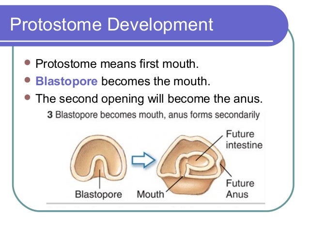 anus develops from blastopore anus develops from blastopore