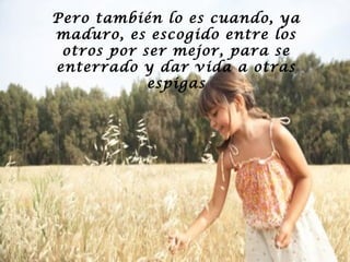 Pero también lo es cuando, ya
maduro, es escogido entre los
otros por ser mejor, para se
enterrado y dar vida a otras
espigas

 